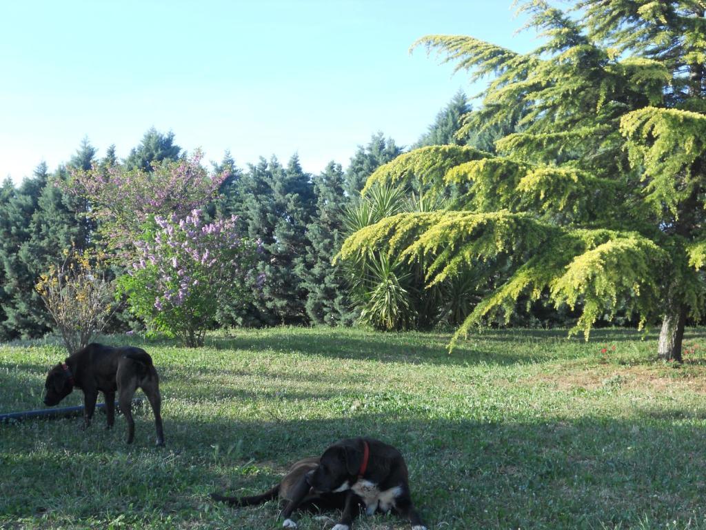 B&B Villa Lena Turi Exteriér fotografie